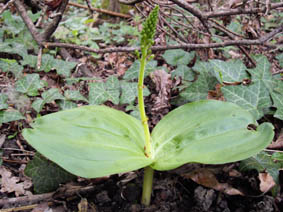 Listera ovata